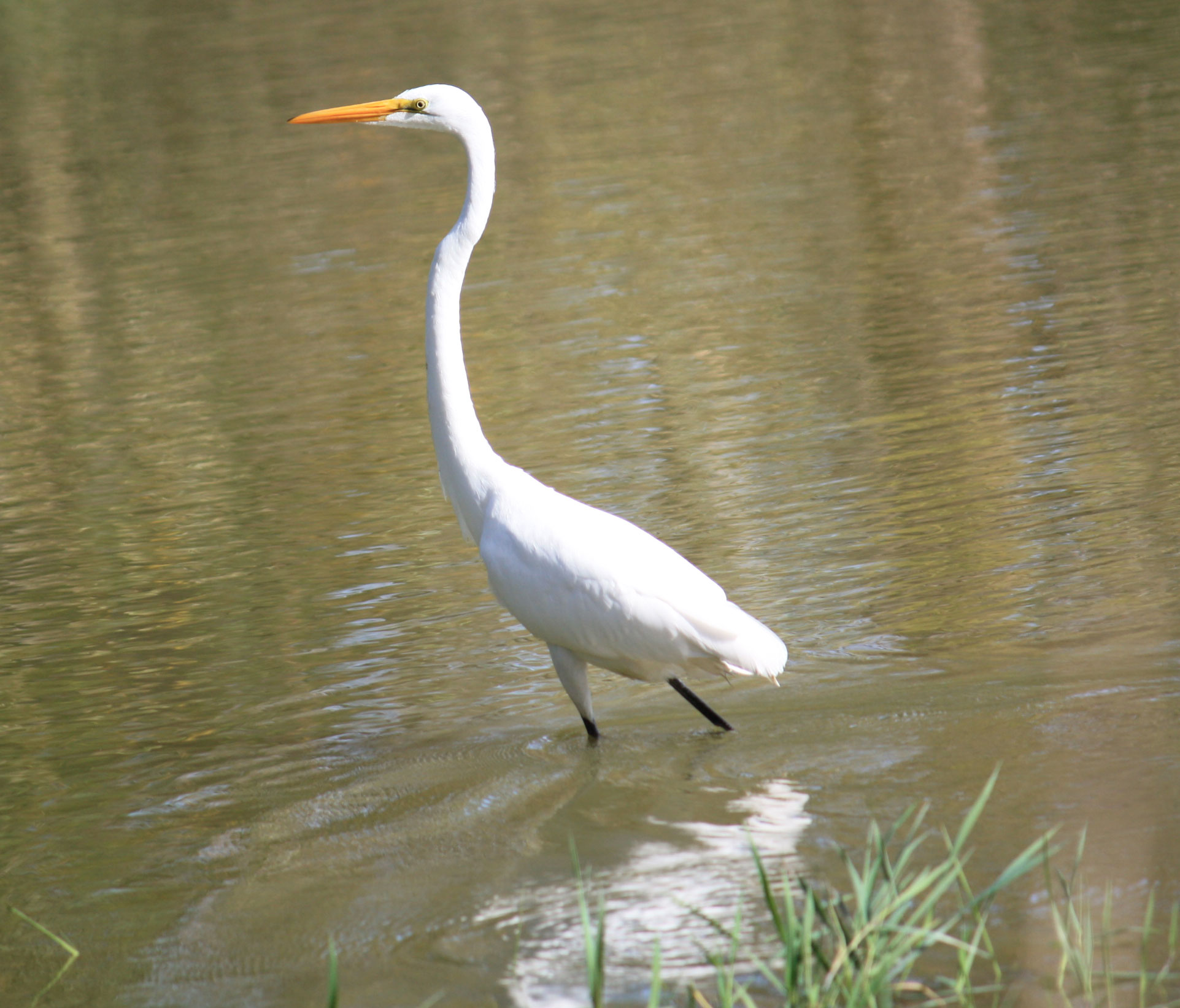 Egret